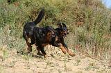 BEAUCERON 258